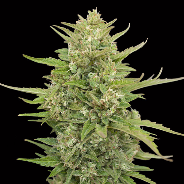 Semillas feminizadas Auto Super Skunk para cultivo automático