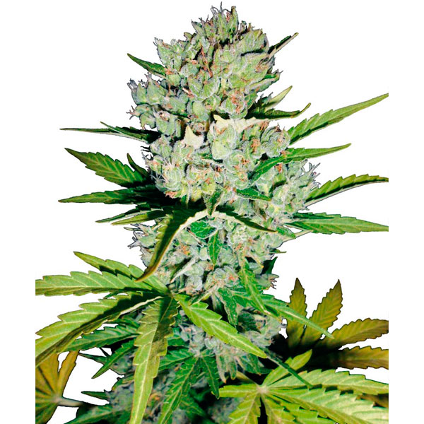 Semillas feminizadas Auto Super Skunk Sensi Seeds para cultivo