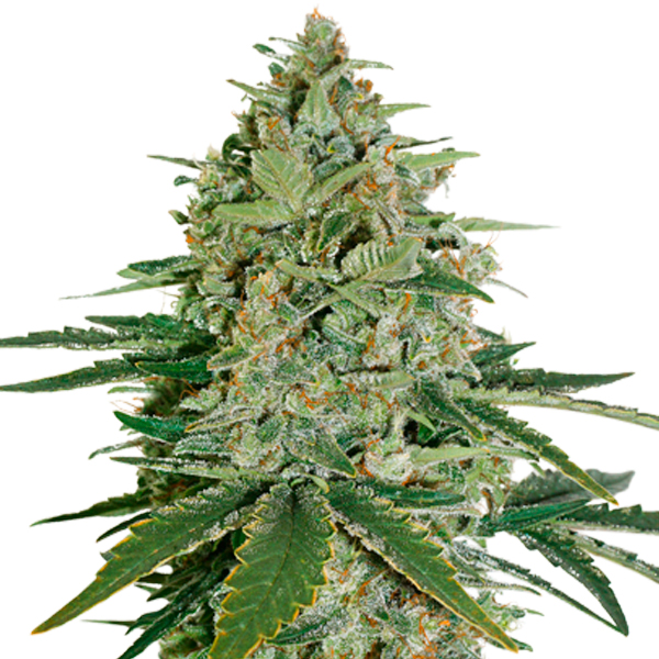 Super Skunk Auto Seedstockers