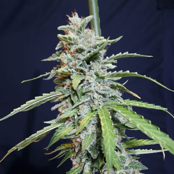 Semilla autofloreciente Auto Super Watermelon de Eva Seeds para cultivo
