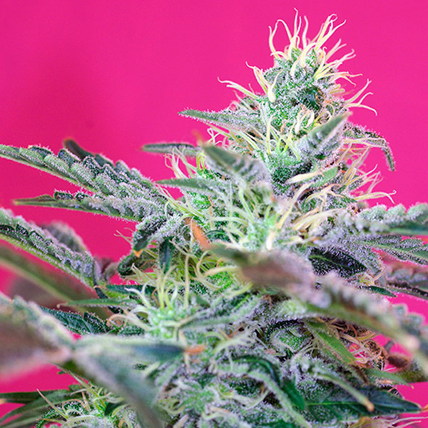 semillas feminizadas Auto Sweet Cheese de Sweet Seeds para cultivo automático