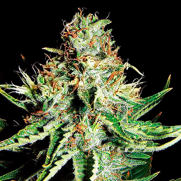 semilla feminizada Auto Sweet Cream XXL de Expert Seeds para cultivo automático