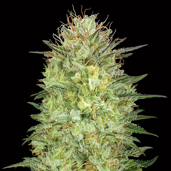 semillas feminizadas Auto Sweet Critical para cultivo de cannabis
