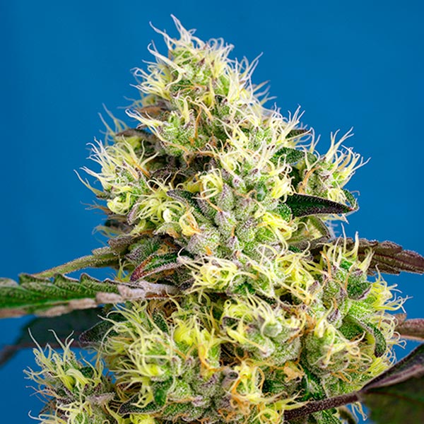 semillas feminizadas Auto Sweet Gelato 31 de Sweet Seeds para cultivo de cannabis