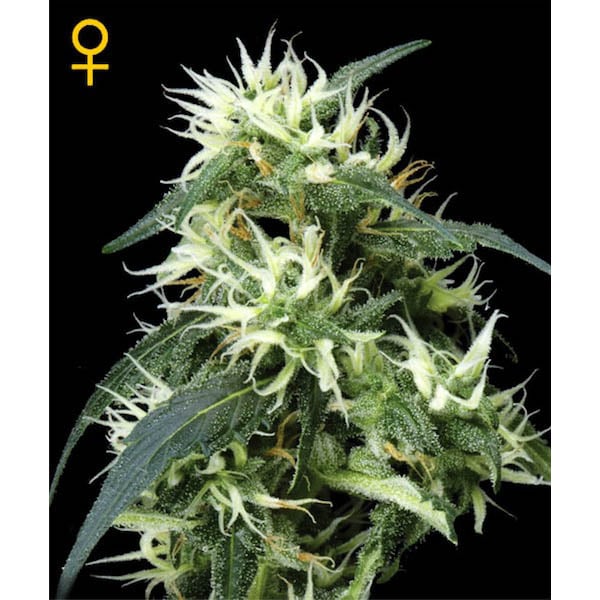 semillas feminizadas Auto Sweet Mango de Green House para cultivo automático