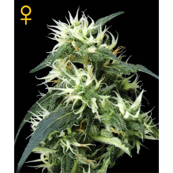 Semillas feminizadas Auto Sweet Mango de Green House para cultivo automático