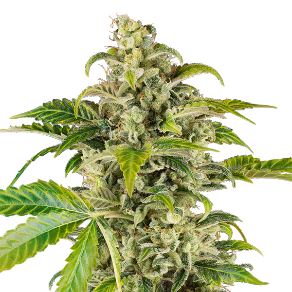 Imagen de semillas feminizadas Auto Sweet Sour Cream de Sensi Seed Research