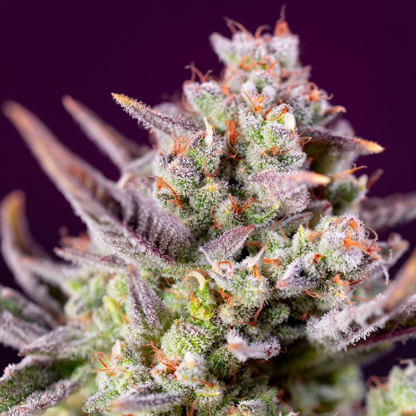 Imagen de semillas feminizadas Auto Sweet Zenzation XL de Sweet Seeds