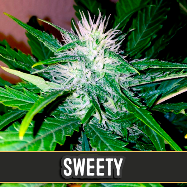 Semillas autoflorecientes Auto Sweety de Blimburn Seeds para cultivo