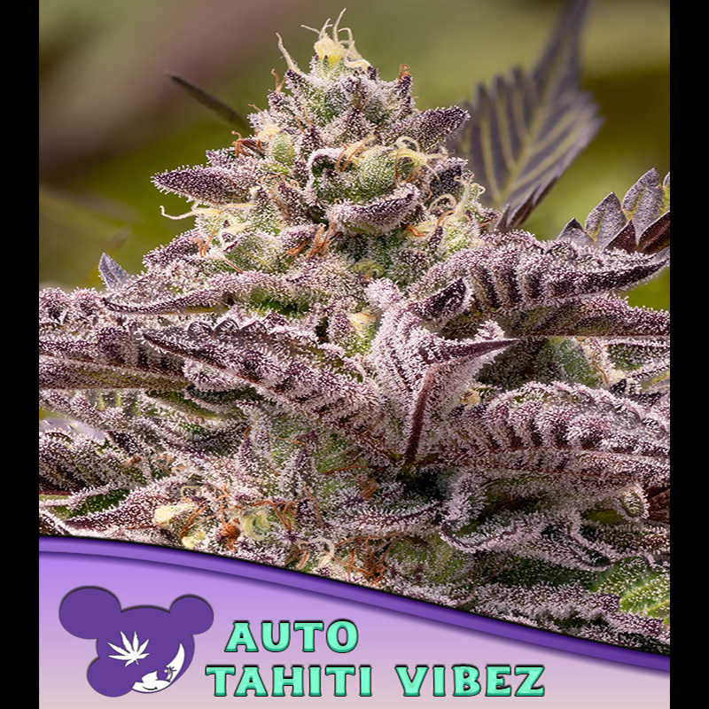 Semillas feminizadas Auto Tahiti Vibez para cultivo automático