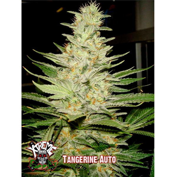 Planta Auto Tangerine 1 u fem de Xtreme Seeds en maceta