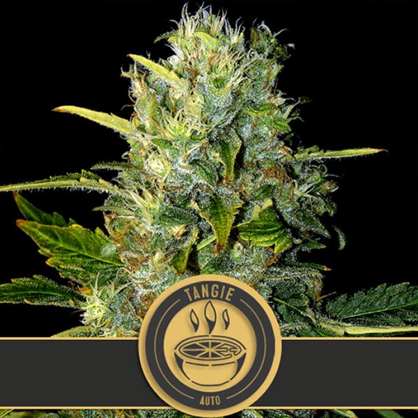 semillas autoflorecientes Auto Tangie de Blimburn Seeds