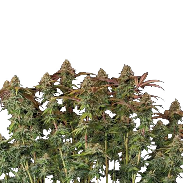 semilla feminizada Auto Terp Tonic de Seedstockers para cultivo automático