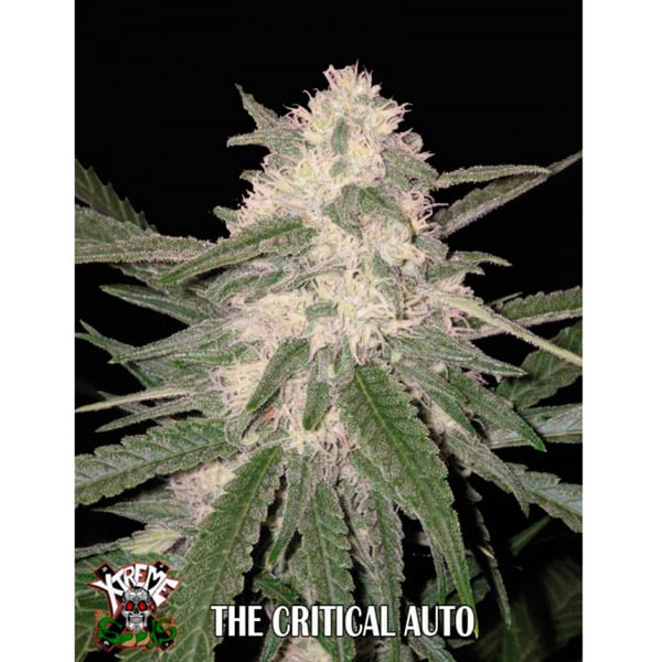 Planta Auto The Critical 1 feminizada de Xtreme Seeds para cultivo