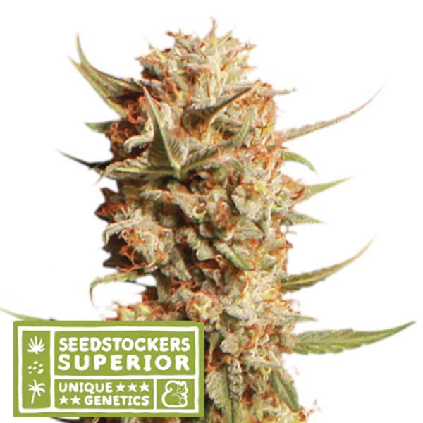 semilla feminizada Auto Thunder Banana de Seedstockers para cultivo automático