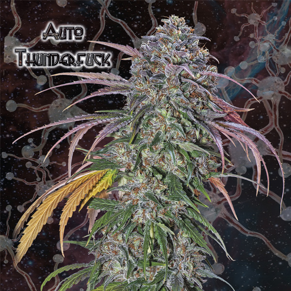 Planta Auto-Thunderfuck 1u feminizada de Nemeseeds para cultivo