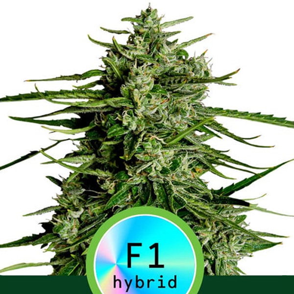 Semilla autofloreciente Auto Titan F1 feminizada Royal Queen