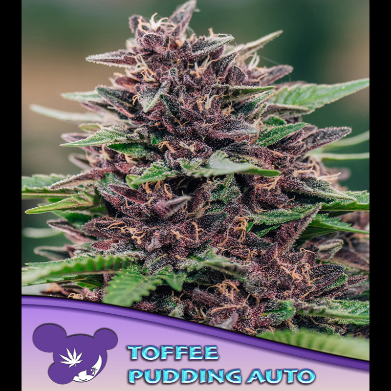 semilla autofloreciente Auto Toffee Pudding Anesia Seeds