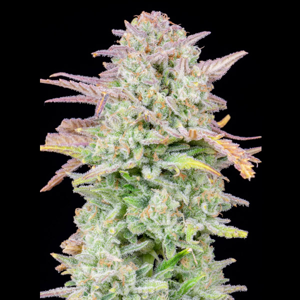 Semillas feminizadas Auto Trainwreck de FastBuds para cultivo automático
