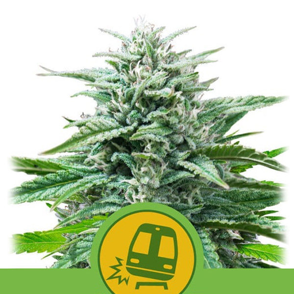 Planta Auto-Trainwreck de Royal Queen, variedad feminizada