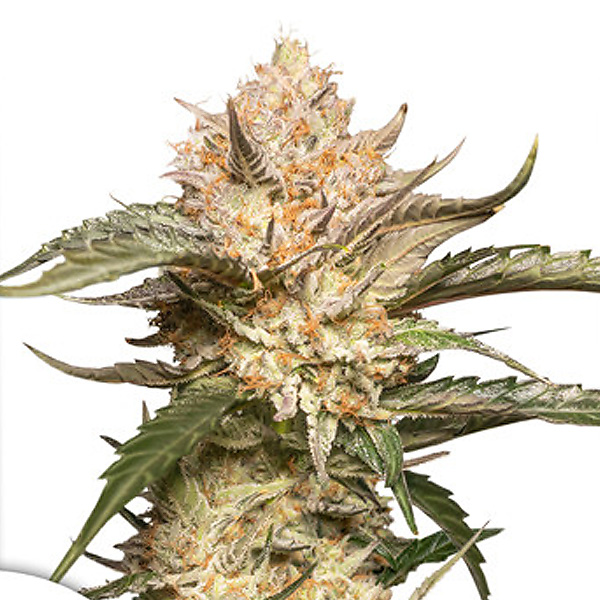 Flor de marihuana Auto Trichome and Cream 1 unidad feminizada Dutch Passion