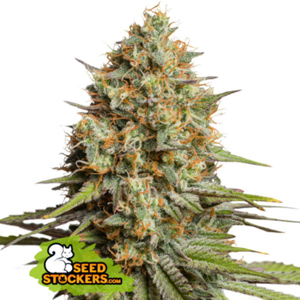 Semilla feminizada Auto Triton Biscotto Lime de Seedstockers Superior