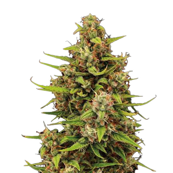 Planta autofloreciente Auto Tropical Zmoothie feminizada de Seedstockers para cultivo