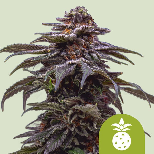 Planta de cannabis Auto Tropicana Cookies Purple de Royal Queen en maceta