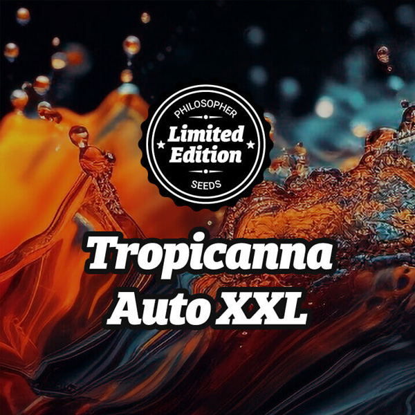 semillas autoflorecientes Auto Tropicanna XXL de Philosopher Seeds