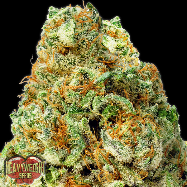 Semillas feminizadas Auto Turbo Bud de Heavyweight Seeds para cultivo automático
