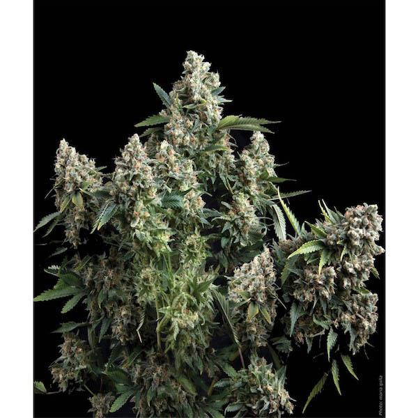 Blíster con 12 semillas feminizadas Auto-Tutankhamon de Pyramid Seeds para cultivo