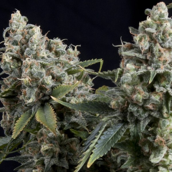 Semillas feminizadas Auto-Tutankhamon de Pyramid Seeds para cultivo automático