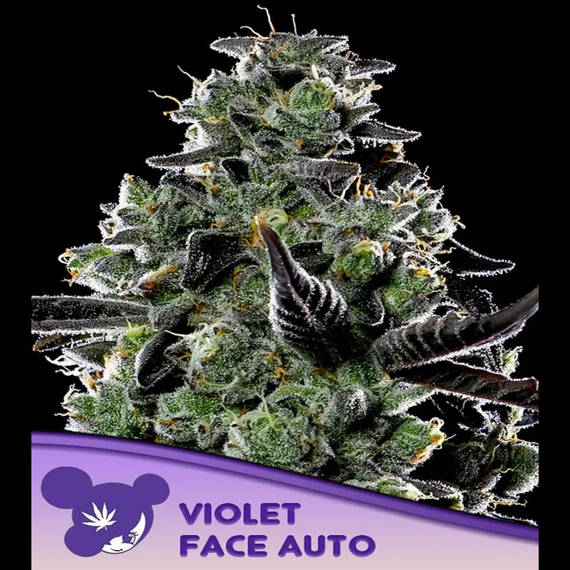 Semillas feminizadas Auto Violet Face de Anesia para cultivo automático