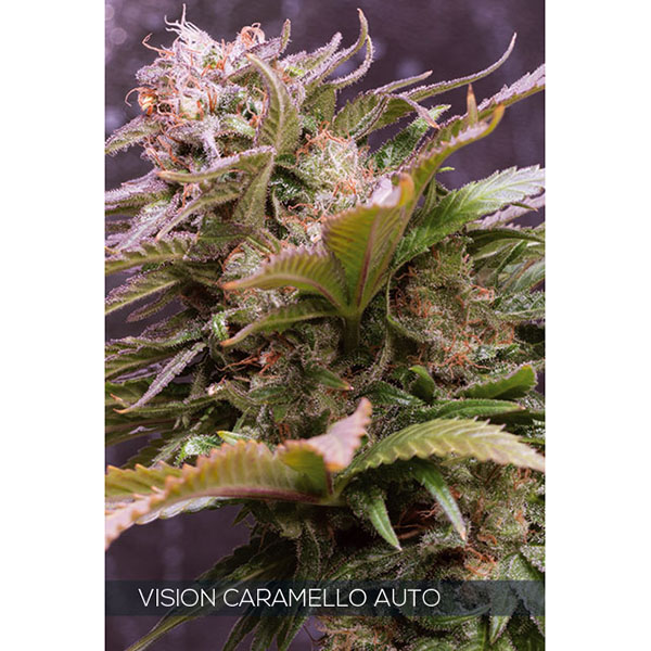 semilla autofloreciente Auto Vision Caramello de Vision Seeds para cultivo