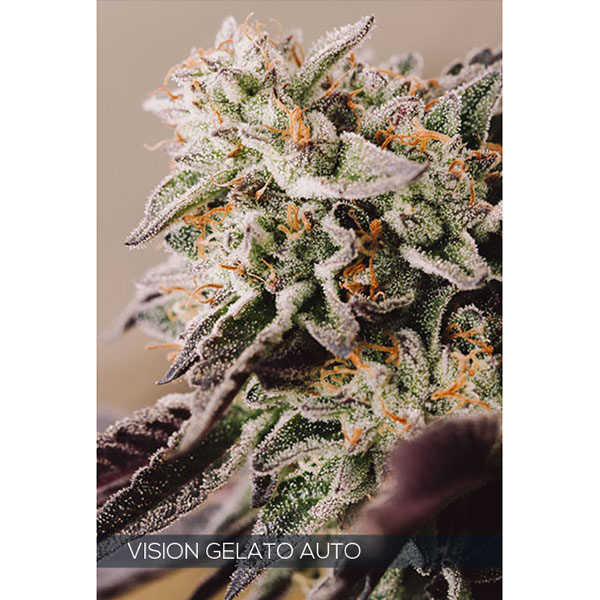 semillas feminizadas Auto Vision Gelato de Vision Seeds para cultivo
