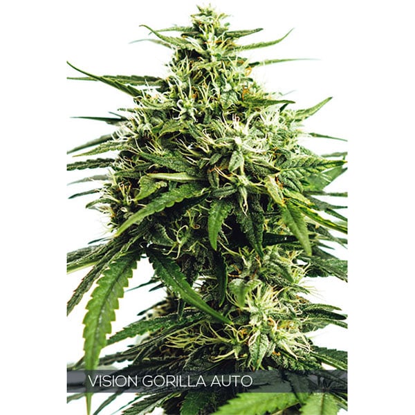 semillas feminizadas Auto Vision Gorilla de Vision Seeds para cultivo