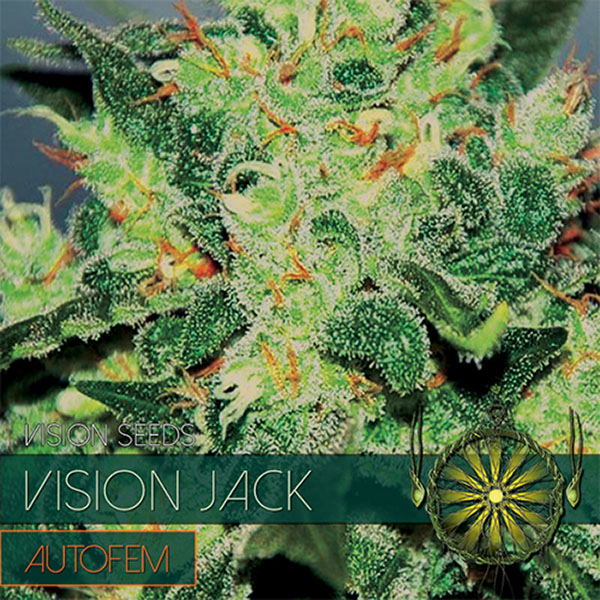 Auto Vision Jack feminizadas Vision Seeds