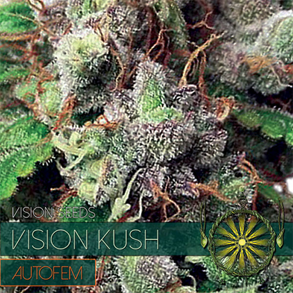 Auto-Vision-Kush-3-u-fem-Vision-Seeds