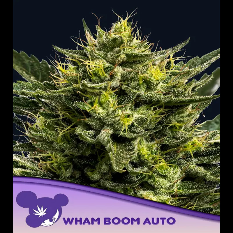 Planta de cannabis autofloreciente Auto WHAM BOOM 3 unidades feminizadas para cultivo