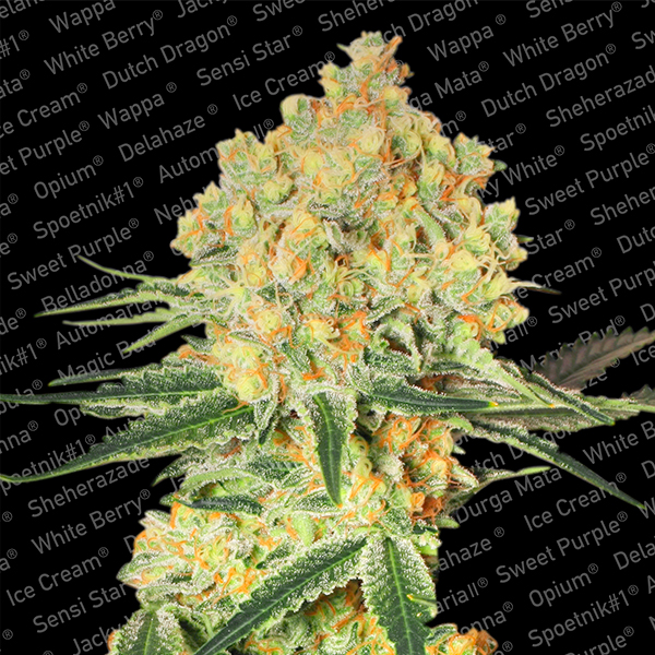 semillas feminizadas Auto Wappa de Paradise Seeds para cultivo automático