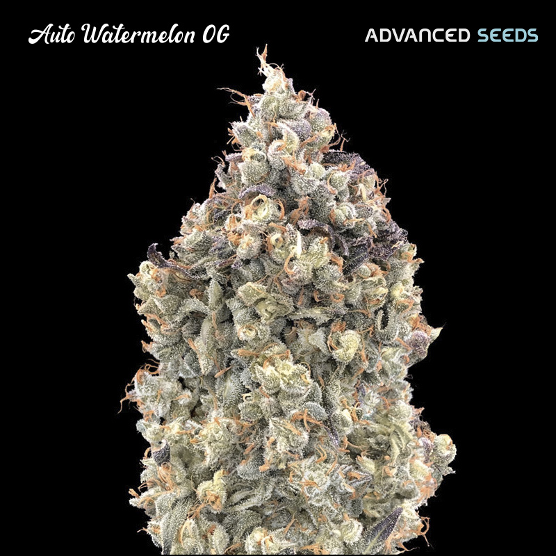 Planta Auto Watermelon OG en maceta, variedad feminizada de Advanced Seeds