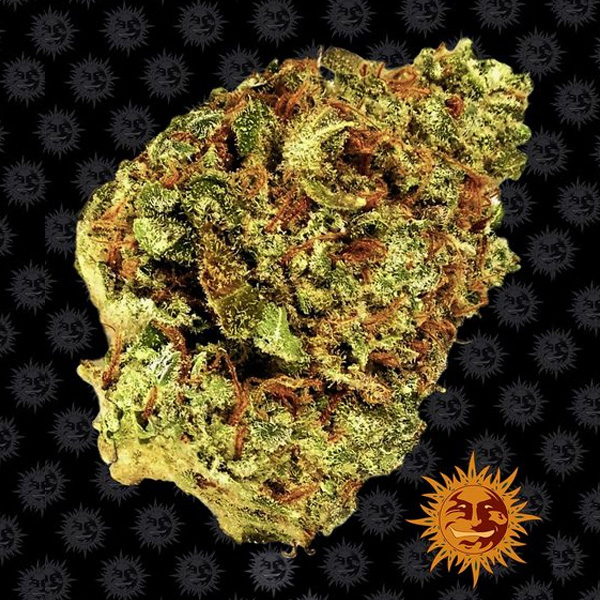 semilla feminizada Auto Watermelon Zkittlez para cultivo en interior y exterior