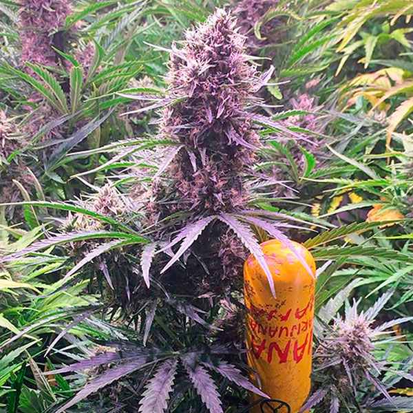 Planta de cannabis Auto Wedding Cake en maceta para cultivo en interior