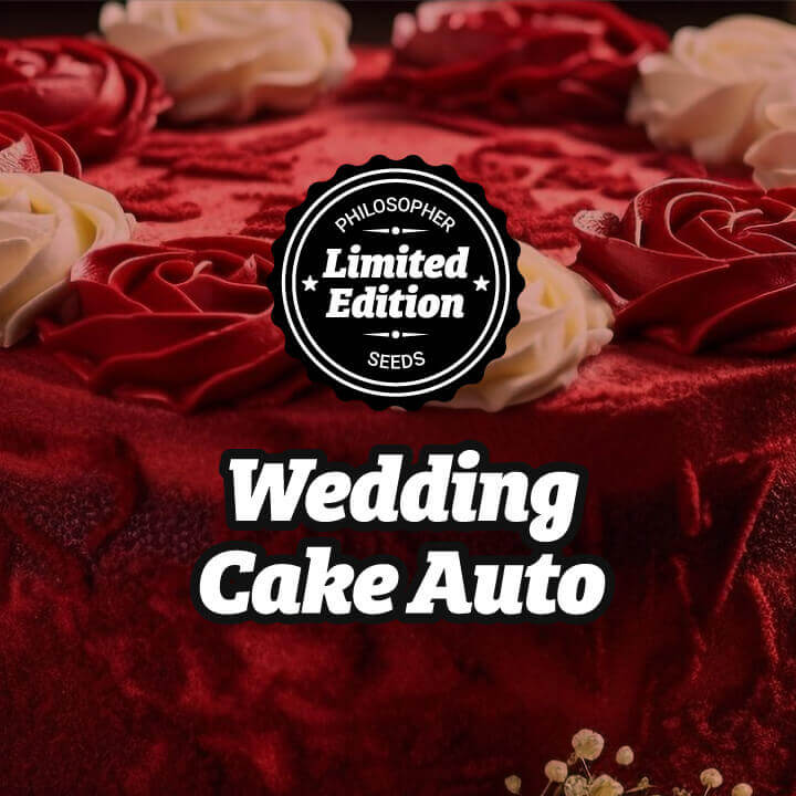 planta de cannabis Auto Wedding Cake con 3 flores femeninas Philosopher