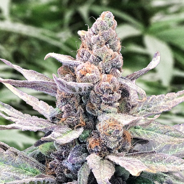 Semilla autofloreciente Auto Wedding Crasher de High Speed Buds