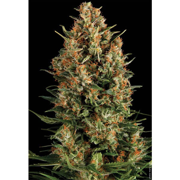 Blíster con 12 semillas feminizadas Auto Wembley de Pyramid Seeds para cultivo
