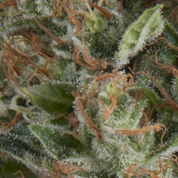 Planta Auto-Wembley 5 feminizadas de Pyramid Seeds en etapa de crecimiento