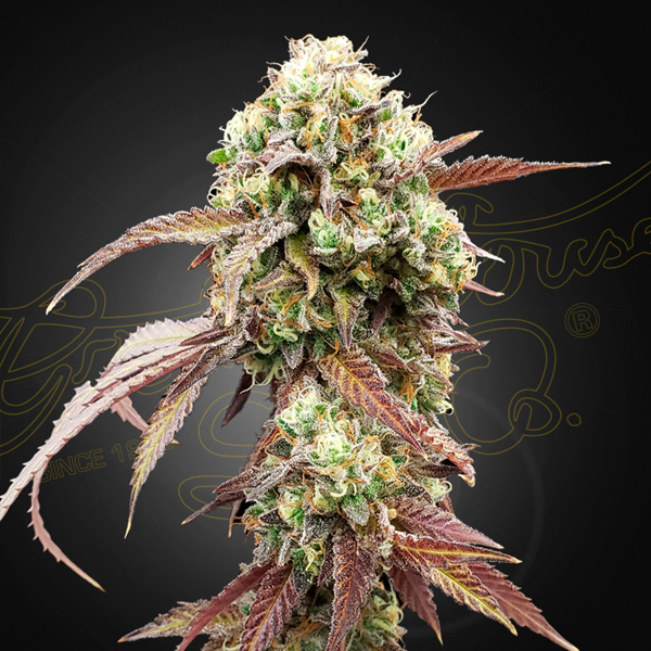 Semilla autofloreciente Auto West Coast OG x Auto Gelato 41 de Green House para cultivo