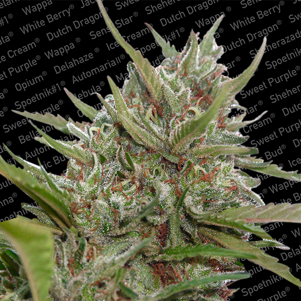 semillas feminizadas Auto White Berry de Paradise Seeds para cultivo de cannabis