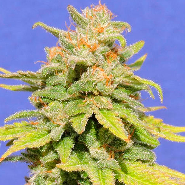 Planta Auto White Crystal Meth en maceta, variedad feminizada